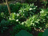 Tobacco seedlings 7-29-18 poppies.jpg