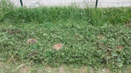 Greda gibanica 20180508_130120.jpg