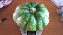 Butternut (2) 20180730.jpg Butternut (2) 20180730.jpg