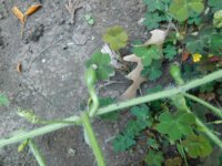 Tobacco seedlings 8-5-18 veggie baby watermelons.jpg