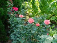 Tobacco seedlings 8-5-18 veggie roses.jpg Tobacco seedlings 8-5-18 veggie roses.jpg