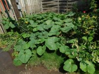 Tobacco seedlings 8-12-18 squash.jpg Tobacco seedlings 8-12-18 squash.jpg