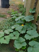 Tobacco seedlings 8-26-18 squash escapees.jpg