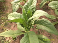 DSCF0024.JPG