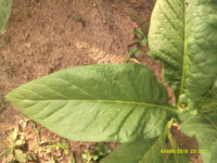 DSCF0025.JPG