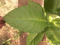 DSCF0027.JPG