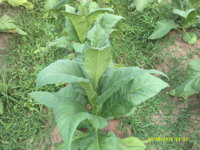 DSCF0028.JPG