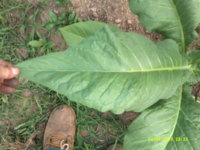 DSCF0029.JPG