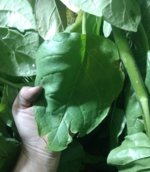 IMG_20180911_112524644~2.jpg