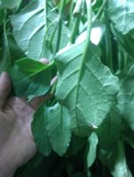 IMG_20180911_112533729~2.jpg