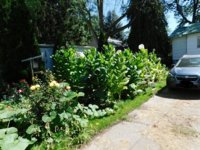 Tobacco seedlings 9-1-18 East garden.jpg