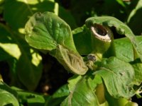Tobacco Seedlings 10-31-17 231 - 1.jpg