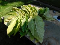 Tobacco seedlings 8-29-18 first pickings 73 leaves Chillards.jpg