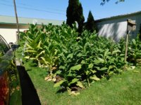 Tobacco seedlings 9-1-18 East garden different angle.jpg