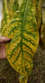 IMG_20180918_095845892_HDR~2.jpg IMG_20180918_095845892_HDR~2.jpg