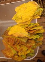 IMG_20180918_092155242~2.jpg IMG_20180918_092155242~2.jpg