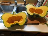 Tobacco seedlings 9-29-18 squash 1.jpg