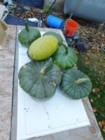 Tobacco seedlings 10-14-18 squash harvest plus one puny watermelon.jpg