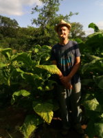 k326 tobacco Choosing the Right Variety for 2025 - Pitt County Center When you choose right varieties