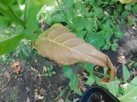 Tobacco seedlings 10-10-18 swarr curing itself.jpg