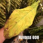 H608.jpeg