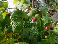 Tobacco seedlings 11-02-18 raspberries.jpg
