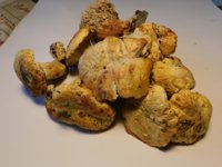 Tobacco seedlings 11-02-18 Chanterelles.jpg