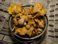 Tobacco seedlings 11-04-18 Chanterelles.jpg