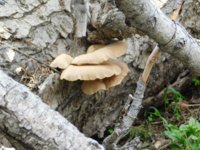 oyster mushrooms.jpg