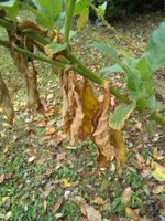 IMG_20181103_125942966.jpg IMG_20181103_125942966.jpg