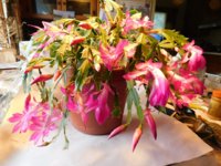 thanksgiving cactus.jpg thanksgiving cactus.jpg