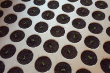crop_pots.jpg