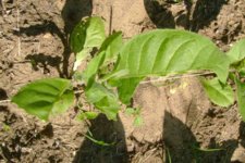 190514c.JPG 190514c.JPG