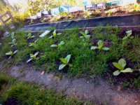 Costello Garden A_2019-05-16_082458.jpg