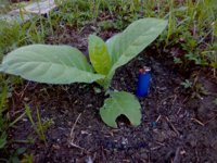 Costello_2019-05-16_081838.jpg