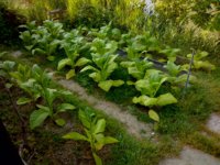 Garden A_2019-06-09.jpg