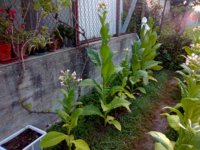 04. Criollo_2019-06-23.jpg