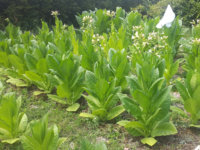 plantes2.jpg