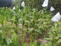 plantes3.jpg