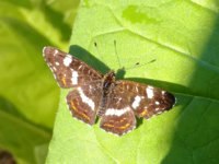 papillon.jpg