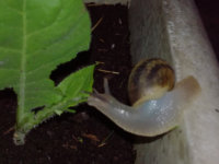 snail.jpg