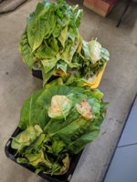 IMG_20190815_174832.jpg