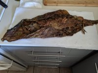 IMG_20190724_132259.jpg