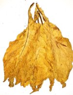 lemon-before-flick-heat-treatment.jpg