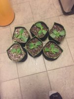 114F291C-DD9C-4F60-8167-0CAA1A1A02D0.jpeg 114F291C-DD9C-4F60-8167-0CAA1A1A02D0.jpeg