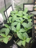 9C0CE612-42DF-46CF-9EF2-F8BD9F4C0B4D.jpeg 9C0CE612-42DF-46CF-9EF2-F8BD9F4C0B4D.jpeg