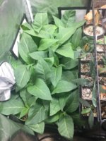 B91BAB6A-9348-45BF-AFDB-F62D42D00CF6.jpeg B91BAB6A-9348-45BF-AFDB-F62D42D00CF6.jpeg