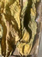 Mold3?.JPG