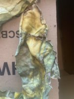 Mold?.JPG