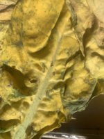 Mold2?.JPG
